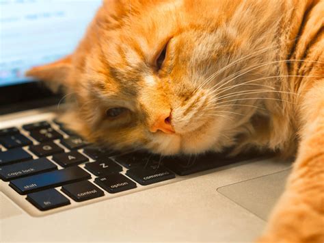 Why Isn't My Apple Music Working? And Why Do Cats Love to Sit on Keyboards?